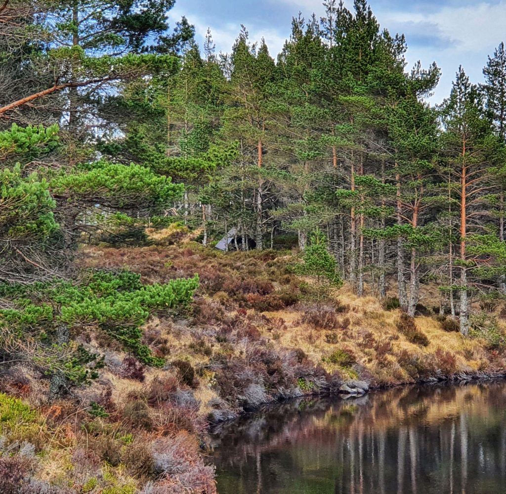 Solo adventure into the Caledonian Forest Jim Green