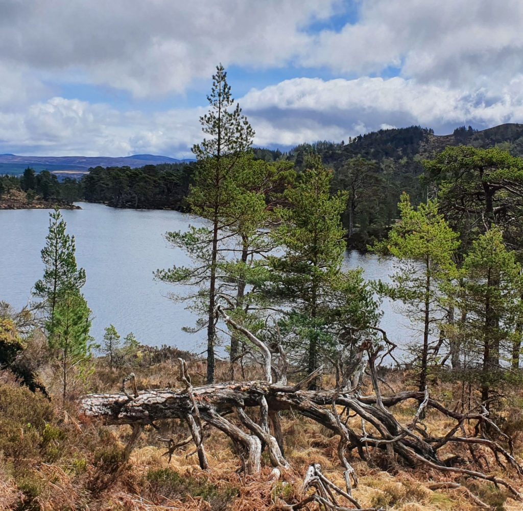 Solo adventure into the Caledonian Forest Jim Green